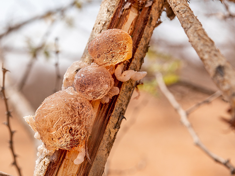 Doğal Arabic Gum Sağlık Faydaları ve Kullanım Alanları